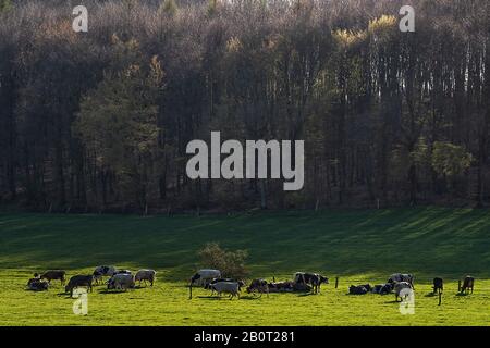 Hausrind (Bos primigenius f. Taurus), Weidekatzen auf einem Futterplatz am Waldrand, Deutschland, Nordrhein-Westfalen Stockfoto