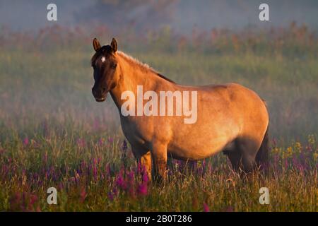 Konik Pferd (Equus przewalskii f. caballus), in einer blühenden Nasswiese stehend, Seitenansicht, Niederlande, Südholland, Lentevreugd, Wassenaar Stockfoto