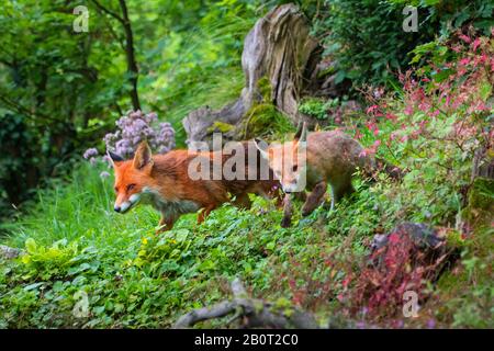 Rotfuchs (Vulpes vulpes), Weibchen mit Pfup auf dem Futter im Wald, Schweiz, Sankt Gallen Stockfoto