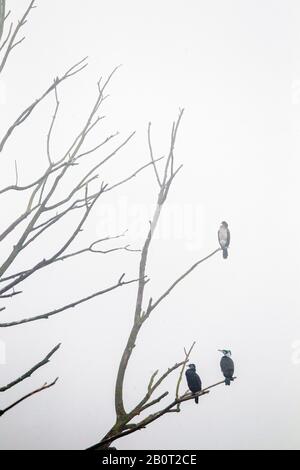 Großer Kormoran (Phalacrocorax carbo), drei große Kormorane perchen an einem toten Baum in Nebel, Niederlande, Noord-Brabant Stockfoto