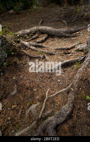 Ein Ort in wildem Wald, an dem sich Baumwurzeln vom Boden und Erde mit Kiefernnadeln absetzen Stockfoto