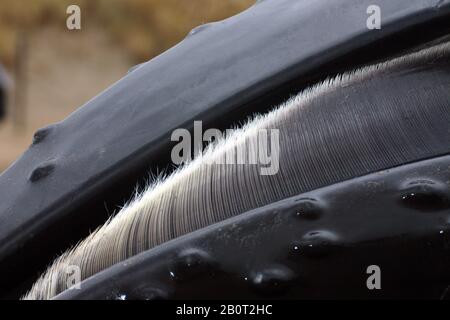 Buckelwal (Megaptera novaeangliae), Baleenplatten eines gebeugten Wals, Niederlande Stockfoto