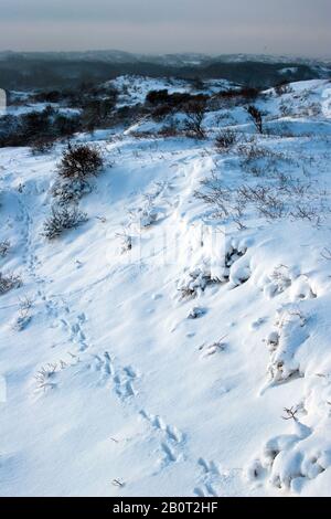 Dünen von Berkheide im Winter, Niederlande Stockfoto