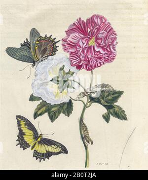 Pflanzen und Schmetterlinge aus Metamorphosis insectorum Surinamensium (Surinam Insects) ein handfarbenes Buch aus dem 18. Jahrhundert von Maria Sibylla Merian veröffentlicht Stockfoto
