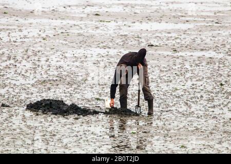 Mann fängt Sandwurm auf den Erdwällen, Niederlande, Zeeland Stockfoto