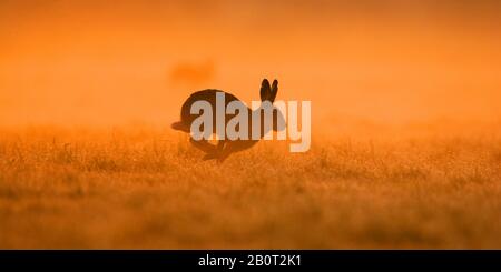 Europäischer Hase, brauner Hase (Lepus europaeus), im Morgengrauen über eine Wiese, Seitenansicht, Niederlande Stockfoto