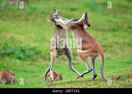 Agile wallaby, sandige wallaby (Macropus agilis, Wallabia agilis), auf einer Wiese, Australien, Queensland kämpfend Stockfoto