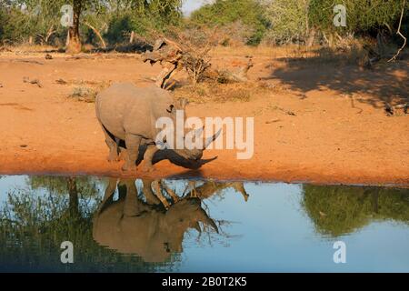 Weißes Nashorn, quadratisch lippendes Nashorn, Nashorn aus Gras (Ceratotherium simum), an einem Wasserloch stehend, Spiegelung, Südafrika, Kwa Zulu-Natal, Mkhuze Game Reserve Stockfoto