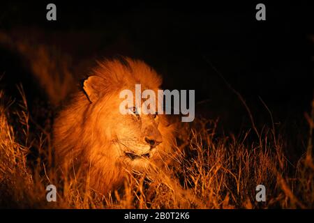 Lion (Panthera leo), männlicher Löwe in der Nacht, Porträt, Südafrika, Zimanga Game Reserve Stockfoto