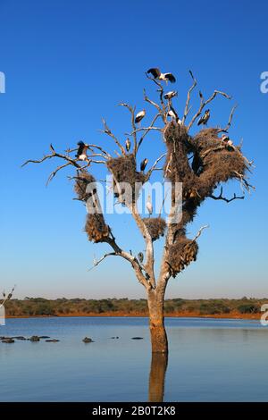 Gelb-Storch, Holzstorch, Wood Ibis (Mycteria Ibis), Gruppe an einem Baum, Südafrika, Lowveld, Krueger-Nationalpark Stockfoto