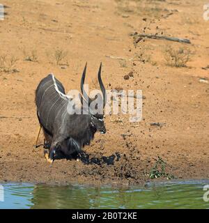 Nyala (Tragelaphus angasi), männlich, das während der Ausrittzeit an einem Wasserloch, Südafrika, Kwa Zulu-Natal, Mkhuze Game Reserve, Erde mit dem Antler hochwirft Stockfoto