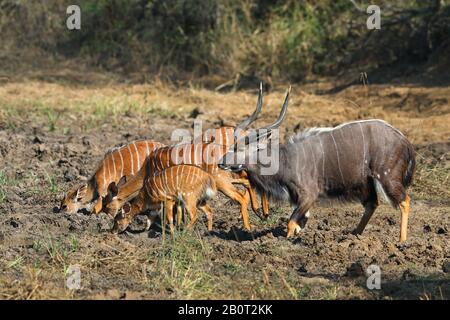 Nyala (Tragelaphus angasi), tierische Familie, Seitenansicht, Südafrika, Kwa Zulu-Natal, Mkhuze Game Reserve Stockfoto