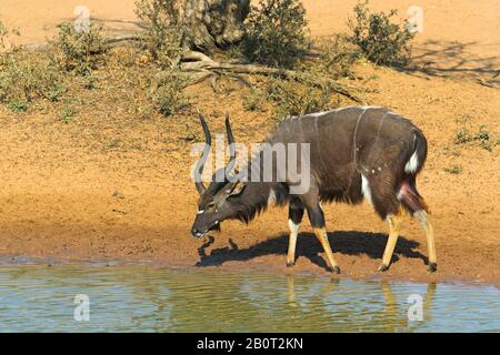 Nyala (Tragelaphus angasi), betrinkend männlich am Wasserloch, Seitenansicht, Südafrika, Kwa Zulu-Natal, Mkhuze Game Reserve Stockfoto