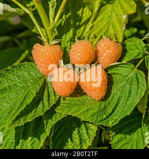 Europäische rote Himbeere (Rubus Idaeus 'Herbstbernstein', Rubus Idaeus Herbstbernstein), Früchte des Kultivars Herbstbernstein Stockfoto