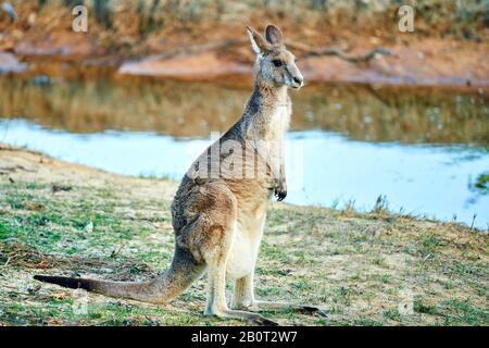 Ostgraues Känguru, ostgraues Känguru, Großartiges graues Känguru, Försterkänguru (Macropus giganteus), steht aufrecht, Australien, New South Wales, Kieselstrand Stockfoto