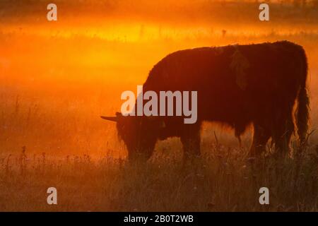 Schottisches Highland Cattle, Kyloe, Highland Cow, Heelan coo (Bos primigenius f. Taurus), Weidewirtschaft am nebligen Morgen, Niederlande, Südholland, Lentevreugd, Wassenaar Stockfoto