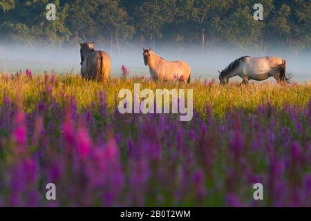 Konik Pferd (Equus przewalskii f. caballus), beweidet Ponys auf einer blühenden nassen Wiese, Seitenansicht, Niederlande, Südholland, Lentevreugd, Wassenaar Stockfoto