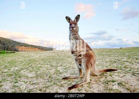 Ostgraues Känguru, ostgraues Känguru, Großartiges graues Känguru, Försterkänguru (Macropus giganteus), steht aufrecht, Australien, New South Wales, Kieselstrand Stockfoto