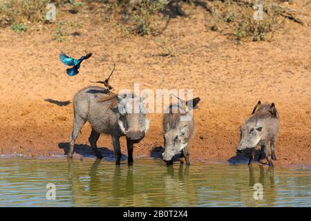 Gewöhnlicher Warthog, Savanne Warthog (Phacochoerus africanus), Weibchen mit Jungtieren an einem Wasserplatz, rot abgerechnete Oxpecker, die auf den Warthogs forsten, Südafrika, Kwa Zulu-Natal, Mkhuze Game Reserve Stockfoto