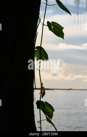 Von einem Baumstamm herabhängende Blätter einer Rebe Stockfoto