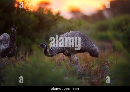 Emu (Dromaius novaehollandiae), zwei Wmus im Abendlicht, Australien, Wilsons Promontory National Park Stockfoto