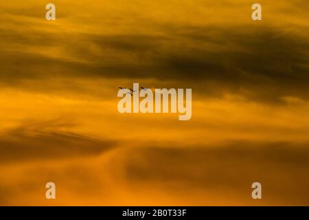 Gemeinsamer Kran, Eurasischer Kranich (Grus grus), Vier Kräne fliegen am Abendhimmel, Deutschland, Niedersachsen Stockfoto