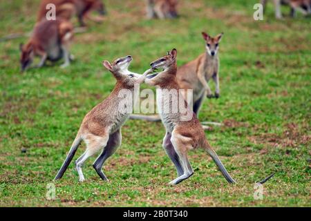 Agile wallaby, sandige wallaby (Macropus agilis, Wallabia agilis), auf einer Wiese, Australien, Queensland kämpfend Stockfoto