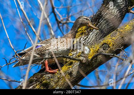 Mallard (Anas platyrhynchos), weiblich an einem Baum, Deutschland Stockfoto