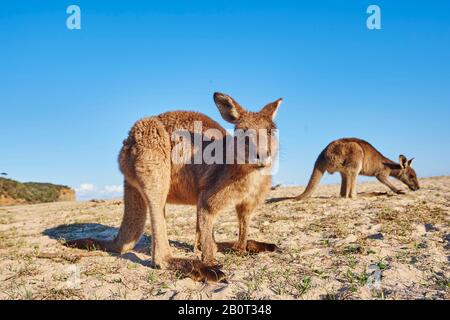 Ostgraues Känguru, ostgraues Känguru, Großartiges graues Känguru, Försterkänguru (Macropus giganteus), am Strand, Australien, New South Wales, Kieselstrand Stockfoto