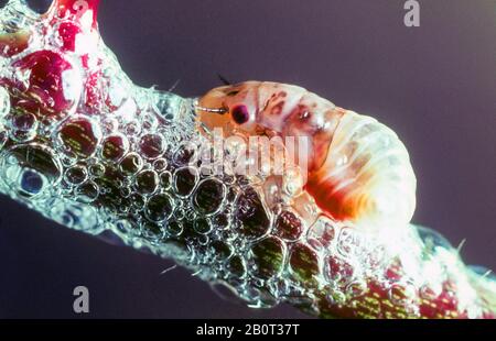 Rot-schwarzer Frotteer (Cercopis vulnerata, Cercopis sanguinea), Nymphe in seinem Schaumnest, Deutschland Stockfoto