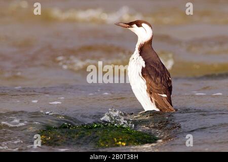 Gemeiner guillemot (Uria aalge), erwachsen im Wintergefieder im Meer, Niederlande, Südholland Stockfoto