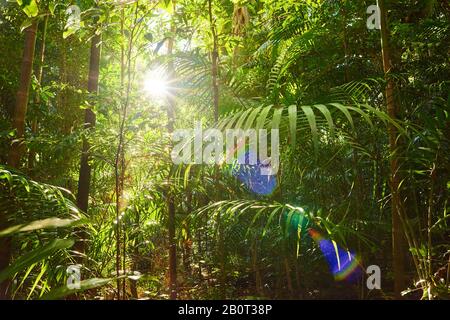 Archontophoenix (Archontophoenix cunninghamiana), Sonnenstrahlen in einem tropischen Regenwald mit leichten Refelxen, Australien, Queensland, Mary Cairncross Scenic Reserve Stockfoto