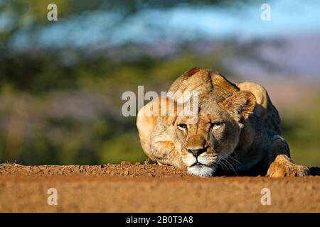 Lion (Panthera leo), Löwin liegt auf einem Weg, Vorderansicht, Südafrika, Kwa Zulu-Natal, Zimanga Game Reserve Stockfoto