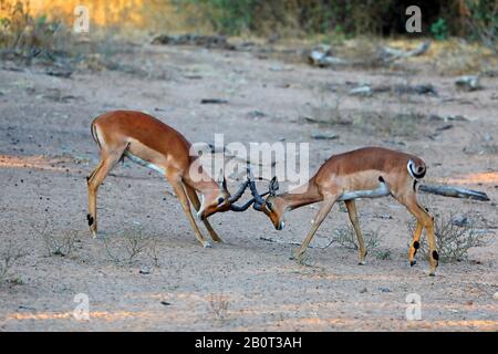 Impala (Aepyceros melampus), zwei kämpfende Männer, Seitenansicht, Südafrika, Kwa Zulu-Natal, Mkhuze Game Reserve Stockfoto