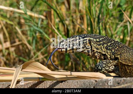 Nile Monitor (Varanus niloticus), Tongue Out, Portrait, Südafrika, Lowveld, Krueger National Park Stockfoto