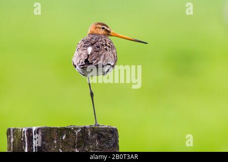 Black-tailed Godwit (Limosa limosa), steht auf einem Bein, Niederlande Stockfoto