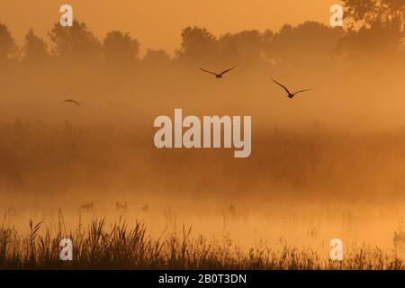 Naturschutzgebiet Lentevreugd bei Wassenaar bei Sonnenaufgang mit Nebel, Niederlande, Wassenaar Stockfoto