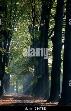 Sonnenstrahlen im Herbstwald, Niederlande, Landgoed De Horsten Stockfoto