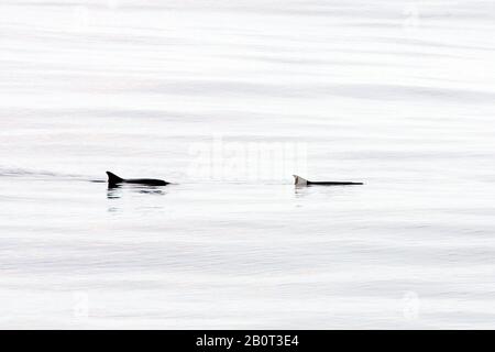 Zwergsamenwal (Kogia-Simus), zwei Zwergsamenwale, die an der Wasseroberfläche schwimmen, Seitenansicht, Ascencion Stockfoto