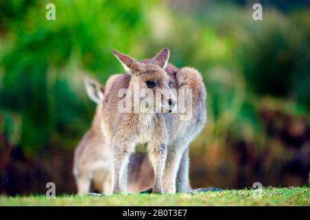 Ostgraues Känguru, ostgraues Känguru, Großartiges graues Känguru, Försterkänguru (Macropus giganteus), Huddles, Australien, New South Wales, Kieselstrand Stockfoto