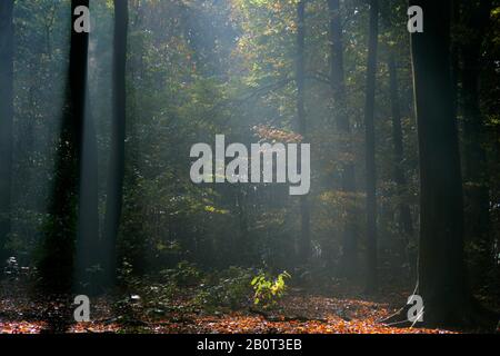 Sonnenstrahlen im Herbstwald, Niederlande, Landgoed De Horsten Stockfoto