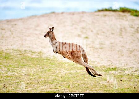 Ostgraues Känguru, ostgraues Känguru, Großartiges graues Känguru, Försterkänguru (Macropus giganteus), Sprung am Strand, Australien, New South Wales, Kieselstrand Stockfoto