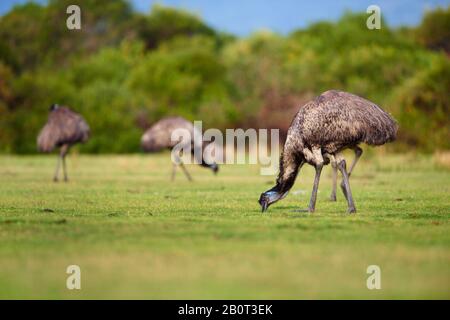 Emu (Dromaius novaehollandiae), Emus auf einer Wiese, Australien, Wilsons Promontory National Park Stockfoto