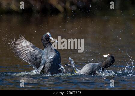 schwarzen Blässhuhn (Fulica Atra), kämpfen, Deutschland Stockfoto