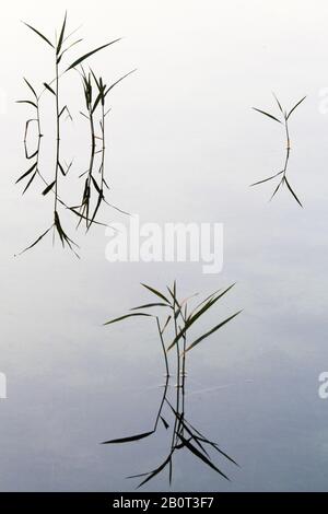 Reed-Gras, gewöhnliches Schilf (Phragmites communis, Phragmites australis), junger Reed, der in Wasser reflektiert, Niederlande, Südholland, Ganzenhoek Stockfoto