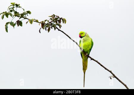 Rosenzieher Sittakeet (Psittacula krameri), männlich an einem Zweig, Präening, Niederlande, Südholland Stockfoto