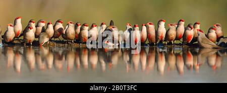 Common Waxbill (Estrilda astrild), Gruppe bei Waterhole, Südafrika, Kwa Zulu-Natal, Zimanga Game Reserve Stockfoto