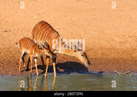 Nyala (Tragelaphus angasi), Weibchen, die mit einem Jungtier am Wasserloch stehen, Seitenansicht, Südafrika, Kwa Zulu-Natal, Mkhuze Game Reserve Stockfoto