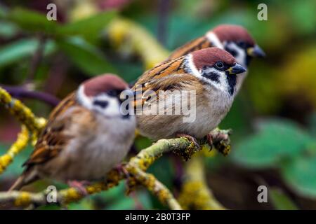 Eurasische Baum-Spatz (Passer Montanus), sitzt auf einem Ast, Deutschland Stockfoto