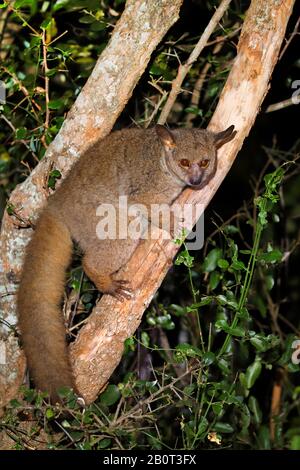 Größeres Buschbaby, größeres Galago, dickes Buschbaby (Otolemur crassicaudatus, Galago crassicaudatus), nachts auf einem Baum sitzend, Seitenansicht, Südafrika, Kwa Zulu-Natal, Mkhuze Game Reserve Stockfoto